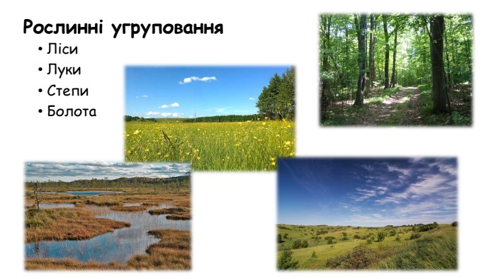 Рослинні угруповання  Ліси Луки Степи Болота 