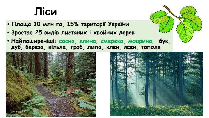 Ліси Площа 10 млн га, 15% території України Зростає 25 видів листяних і хвойних дерев Найпоширеніші: сосна, ялина, смерека, модрина,  бук, дуб, береза, вільха, граб, липа, клен, ясен, тополя 