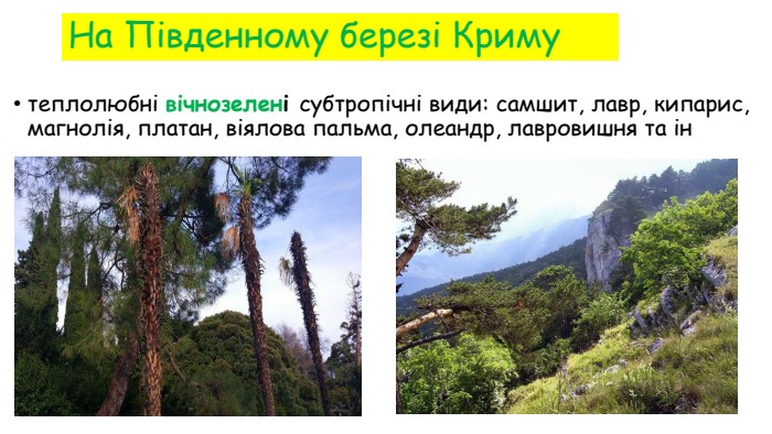 На Південному березі Криму теплолюбні вічнозелені субтропічні види: самшит, лавр, кипарис, магнолія, платан, віялова пальма, олеандр, лавровишня та ін 