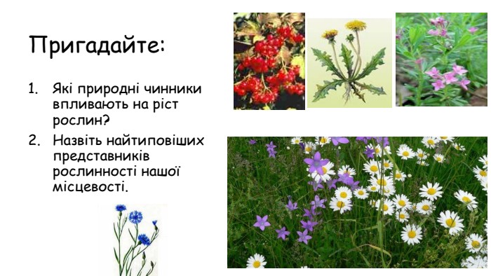 Пригадайте: Які природні чинники впливають на ріст  рослин? Назвіть найтиповіших представників рослинності нашої місцевості. 