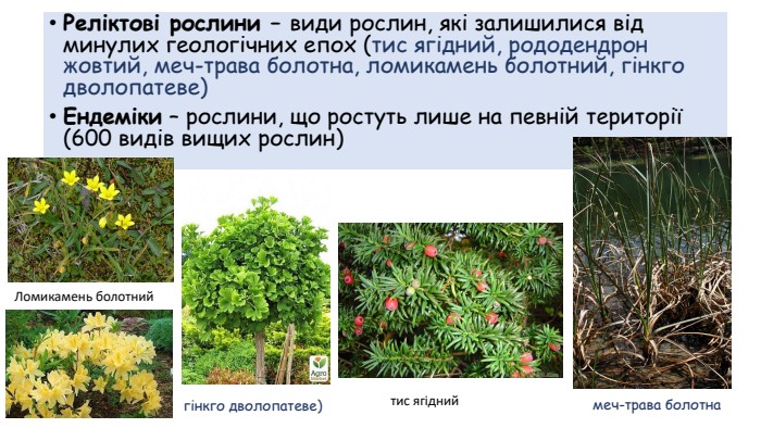 Реліктові рослини – види рослин, які залишилися від минулих геологічних епох (тис ягідний, рододендрон жовтий, меч-трава болотна, ломикамень болотний, гінкго дволопатеве) Ендеміки – рослини, що ростуть лише на певній території (600 видів вищих рослин) Ломикамень болотний меч-трава болотна гінкго дволопатеве) тис ягідний 