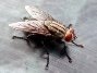 C:\Users\user\AppData\Local\Microsoft\Windows\Temporary Internet Files\Content.IE5\6QK9Q68N\Closeup_of_House_fly[1].jpg