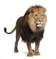 ᐈ Красивое лев фото, фотография львы | скачать на Depositphotos®