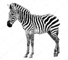 ᐈ Зебры фотографии, фотография зебра | скачать на Depositphotos®