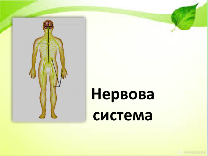 Нервова система 