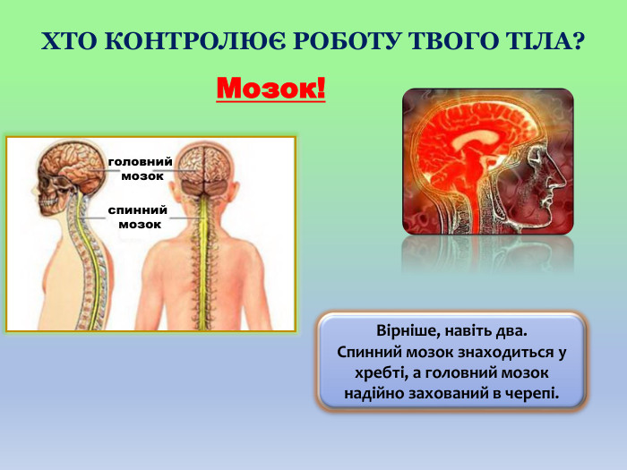 Мозок!Вірніше, навіть два. Спинний мозок знаходиться у хребті, а головний мозок надійно захований в черепі.головний мозокспинний мозок. ХТО КОНТРОЛЮЄ РОБОТУ ТВОГО ТІЛА?