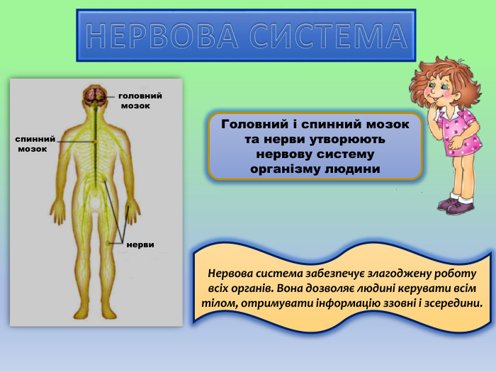 головний мозокспинний мозокнерви. НЕРВОВА СИСТЕМАГоловний і спинний мозок та нерви утворюють нервову систему організму людини. Нервова система забезпечує злагоджену роботу всіх органів. Вона дозволяє людині керувати всім тілом, отримувати інформацію ззовні і зсередини.