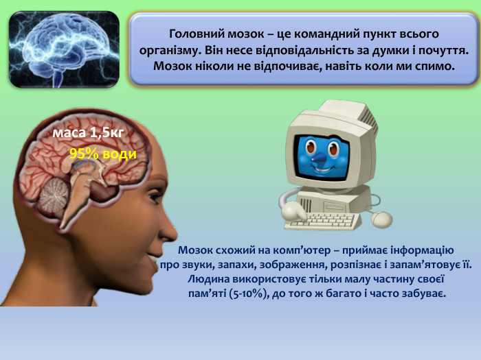 Головний мозок – це командний пункт всього організму. Він несе відповідальність за думки і почуття. Мозок ніколи не відпочиває, навіть коли ми спимо. Мозок схожий на комп’ютер – приймає інформацію про звуки, запахи, зображення, розпізнає і запам’ятовує її. Людина використовує тільки малу частину своєї пам’яті (5-10), до того ж багато і часто забуває.95 водимаса 1,5кг