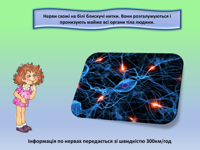 Нерви схожі на білі блискучі нитки. Вони розгалужуються і пронизують майже всі органи тіла людини.Інформація по нервах передається зі швидкістю 300км/год