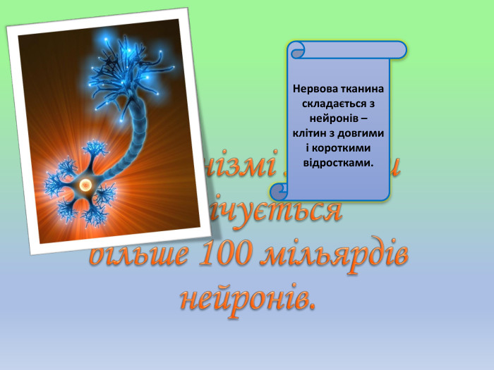 В організмі людини налічується більше 100 мільярдів нейронів. Нервова тканина складається з нейронів – клітин з довгими і короткими відростками.