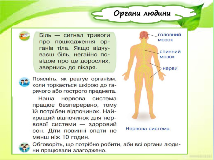  Органи людини