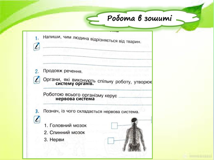 Робота в зошитісистему органів.нервова система