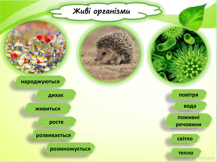 Живі організминароджуютьсядихаєживитьсяростерозвиваєтьсярозмножуєтьсяповітряводапоживніречовинисвітлотепло