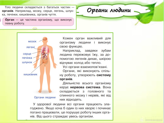  Органи людини