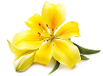 http://home-flowers.info/images/flower2.png
