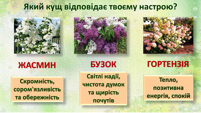 Який кущ відповідає твоєму настрою?Світлі надії, чистота думок та щирість почутів. Скромність, сором'язливість та обережність. БУЗОКЖАСМИНГОРТЕНЗІЯТепло, позитивна енергія, спокій