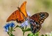 Картинки по запросу метелики