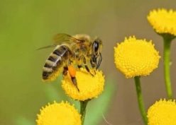 abeille-300x200.jpg
