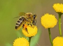 abeille-300x200.jpg