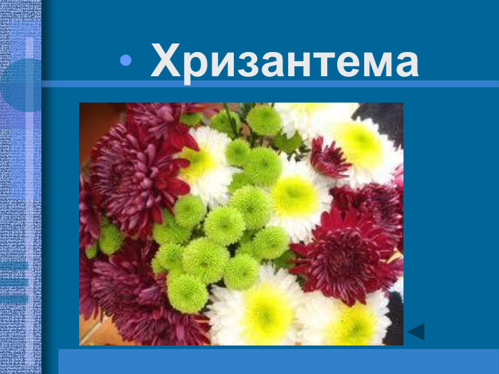 Хризантема 