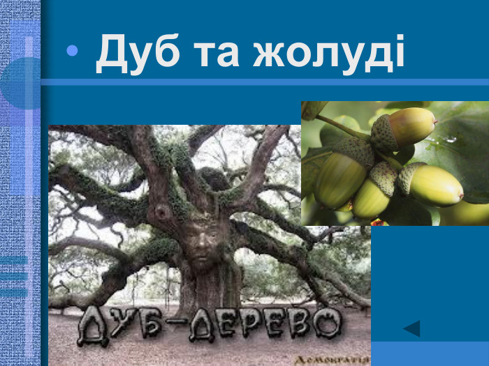 Дуб та жолуді  