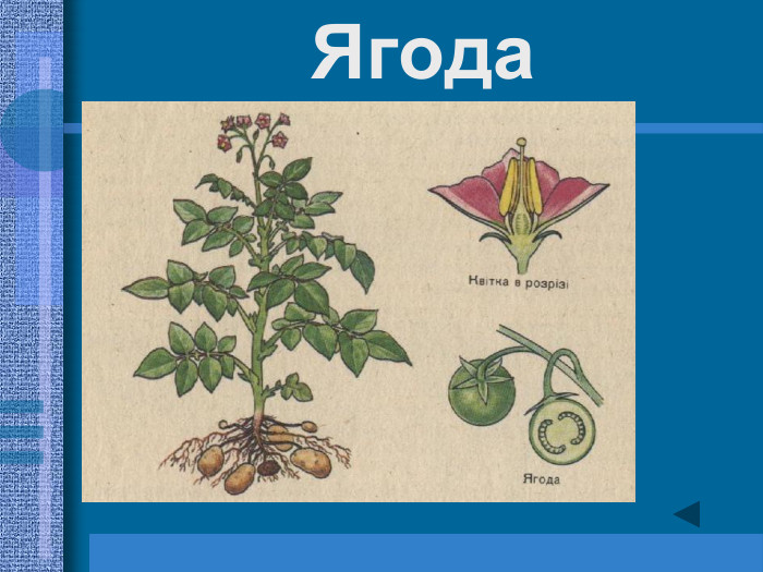 Ягода 