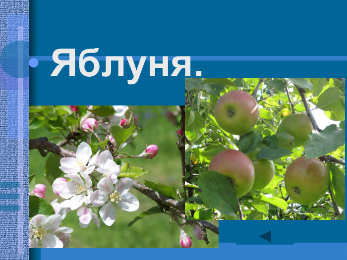 Яблуня. 