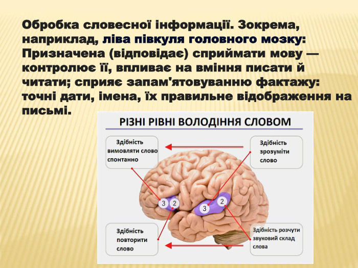 Обробка словесної інформації. Зокрема, наприклад, ліва півкуля головного мозку: Призначена (відповідає) сприймати мову — контролює її, впливає на вміння писати й читати; сприяє запам'ятовуванню фактажу: точні дати, імена, їх правильне відображення на письмі.