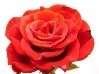 D:\мамина папка\украъна\Квітка-троянди-білий-фон-1358590049_93.jpg