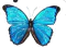 http://graphics.in.ua/cat/PSD.Butterflies.Cliparts.2.14.Layers.3425x2283.jpg