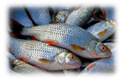 Експерт порадив, як зберігати рибу – новини на УНН | 30 грудня 2018, 21:18