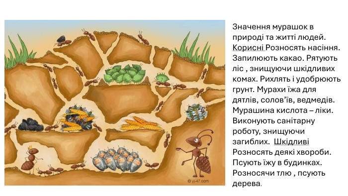 Значення мурашок в природі та житті людей. Корисні Розносять насіння. Запилюють какао. Рятують ліс , знищуючи шкідливих комах. Рихлять і удобрюють грунт. Мурахи їжа для дятлів, солов’їв, ведмедів. Мурашина кислота – ліки. Виконують санітарну роботу, знищуючи загиблих.  Шкідливі Розносять деякі хвороби. Псують їжу в будинках. Розносячи тлю , псують дерева. 