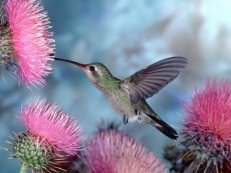 28-Птица колибри в окружении цветов