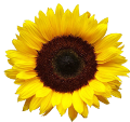https://fermercenter.com/image/cache/data/NERTUS/sunflower_large-500x500.png