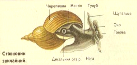 Molyuski Viznachalni Oznaki Budovi Biologichni Osoblivosti Seredovisha Isnuvannya Laboratorne Doslidzhennya Budova Mushli Molyuskiv