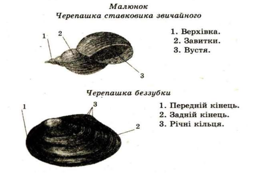 Molyuski Viznachalni Oznaki Budovi Biologichni Osoblivosti Seredovisha Isnuvannya Laboratorne Doslidzhennya Budova Mushli Molyuskiv