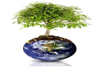 stock-photo-tree-growing-from-the-earth-over-a-white-background-5091322