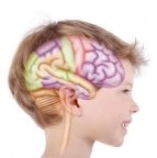 Картинки по запросу "мозг человека картинки для детей"