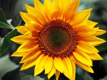 http://proudofukraine.com/wp-content/uploads/2016/09/sonyashnyk-sunflower.jpg