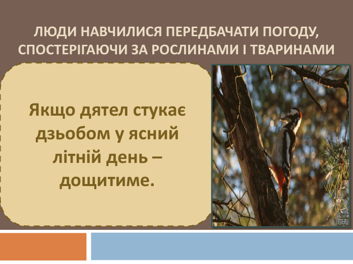 Люди навчилися передбачати погоду, спостерігаючи за рослинами і тваринами. Якщо дятел стукає дзьобом у ясний літній день – дощитиме. 