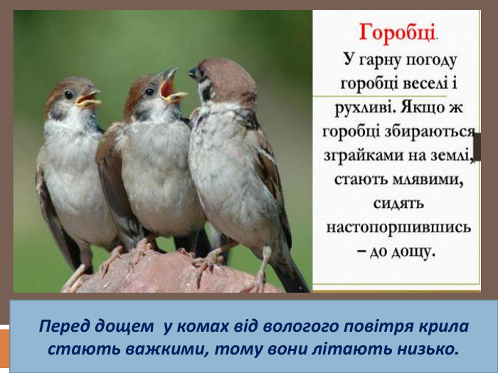 Перед дощем у комах від вологого повітря крила стають важкими, тому вони літають низько.
