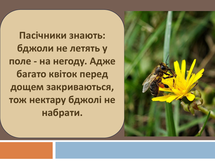 Пасічники знають: бджоли не летять у поле - на негоду. Адже багато квіток перед дощем закриваються, тож нектару бджолі не набрати.