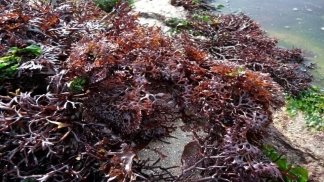 Результат пошуку зображень за запитом червона водоросль ірландський мох
