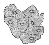 Картинки по запросу клітини епітелію