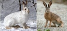 Які тварини змінюють колір на зиму: фото та опис