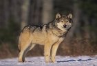 Живший в семье волков ученый: волки тоже люди - Барбос