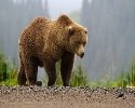 Медведи все чаще нападают на людей. С чем это связано? — National  Geographic Россия: красота мира в каждом кадре