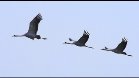 Журавли. Осень. Common crane. Autumn. - YouTube