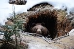 В Ачинском районе браконьер загубил проснувшегося от спячки медведя /  Ачинский район / ЛЕНТА НОВОСТЕЙ / 24 SIBINFO