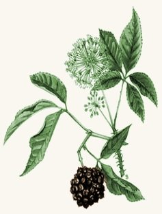 Картинки по запросу картинка рослина елеутерокок